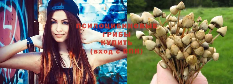 Псилоцибиновые грибы прущие грибы  сколько стоит  mega ТОР  Ногинск 